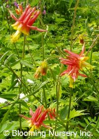 Aquilegia canadensis 